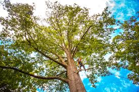 Best Commercial Tree Services  in New Philadelphia, OH